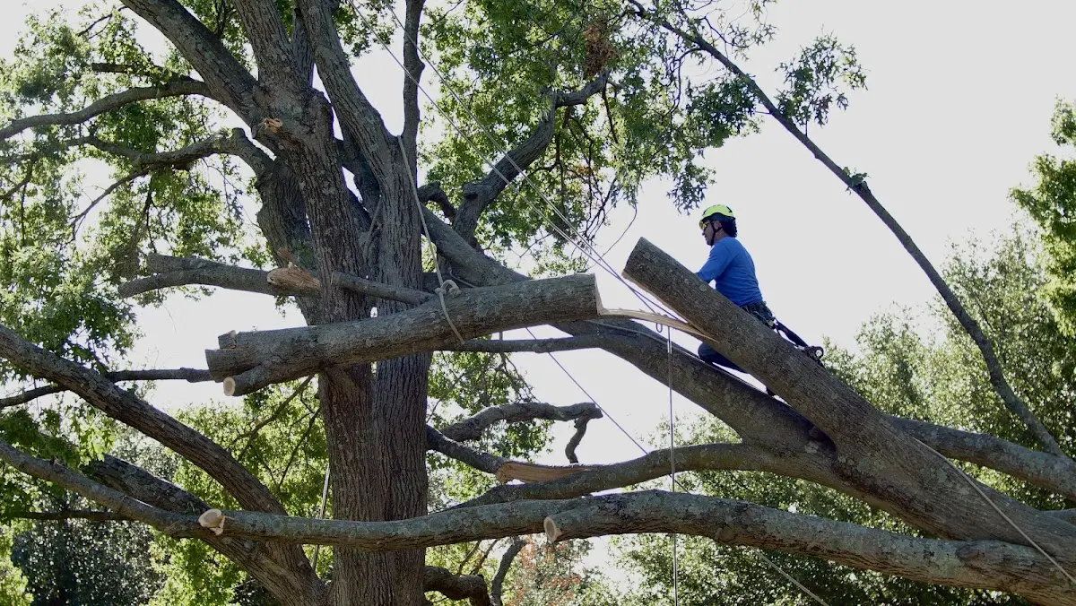 Professional Crown Thinning performed by certified arborists in Ledyard
