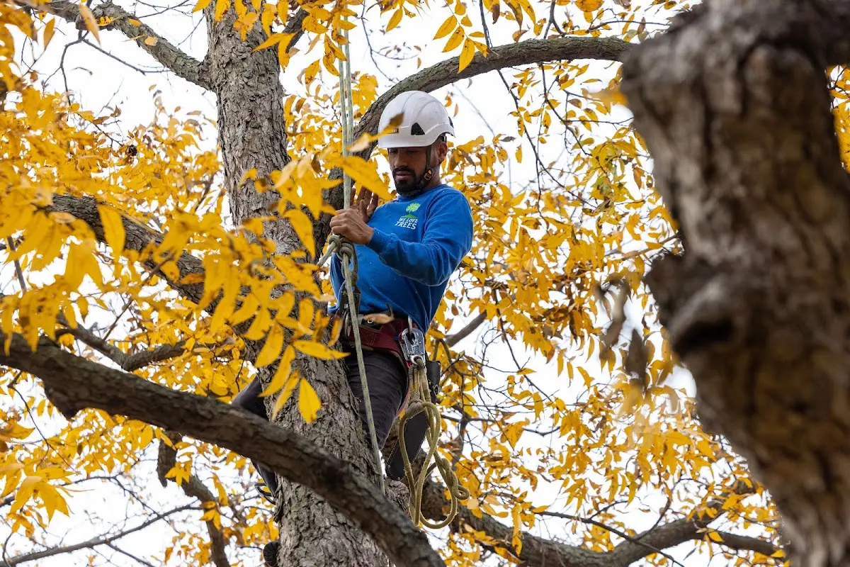 Skilled Dead Tree Removal crew working in Ledyard
